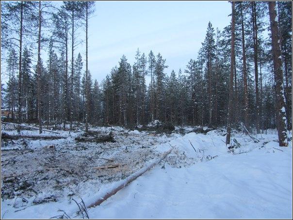 Кто ответит за "варварскую" вырубку лесов в Зеленоборском