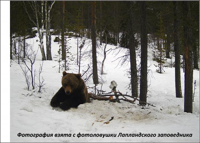 В Мурманской области проснулись медведи