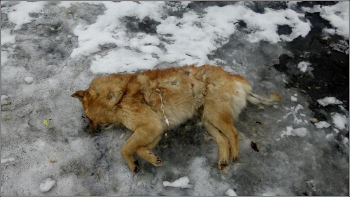 Проверка выявила, что в Кандалакше жестокого обращаются с животными
