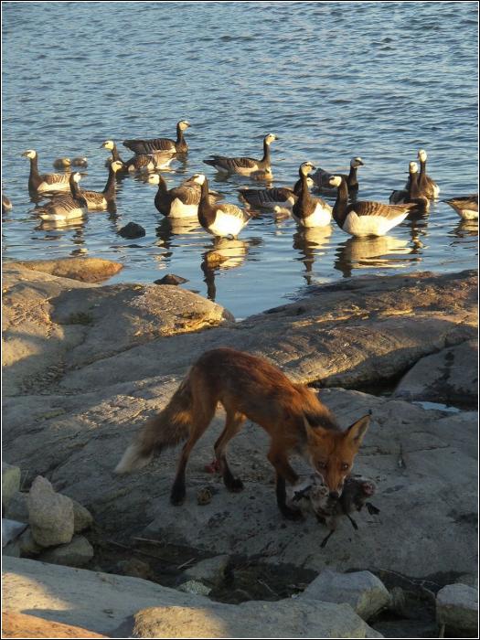 Необычное зрелище посреди Хельсинки – лиса поймала троих гусят на глазах у прохожих